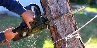 How Our Tree Care Process Works  in  Escondido, CA