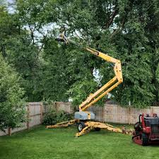 Best Storm Damage Tree Cleanup  in Escondido, CA