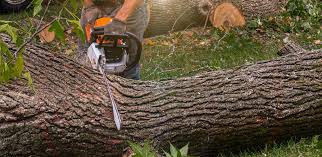 Best Tree Cabling and Bracing  in Escondido, CA