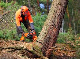 Best Seasonal Cleanup (Spring/Fall)  in Escondido, CA