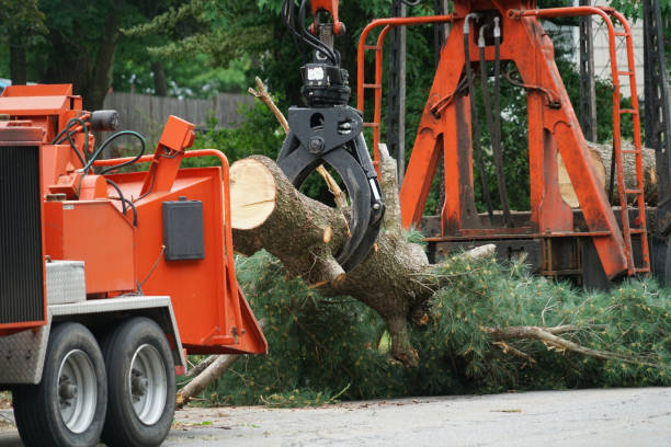 Professional Tree Care Services in Escondido, CA